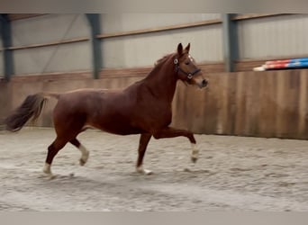 KWPN, Mare, 5 years, 16,1 hh, Chestnut-Red