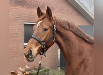 KWPN, Mare, 5 years, 16,1 hh, Chestnut-Red