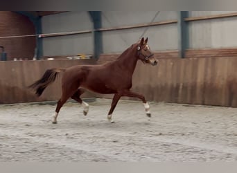 KWPN, Mare, 5 years, 16,1 hh, Chestnut-Red