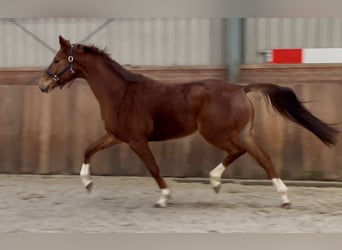 KWPN, Mare, 5 years, 16,1 hh, Chestnut-Red