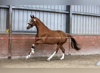 KWPN, Mare, 5 years, 16,1 hh, Chestnut-Red