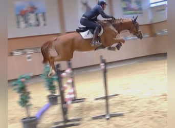 KWPN, Mare, 5 years, 16.1 hh, Chestnut-Red