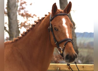 KWPN, Mare, 5 years, 16.1 hh, Chestnut-Red