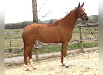 KWPN, Mare, 5 years, 16.1 hh, Chestnut-Red