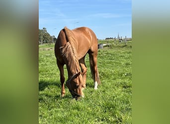 KWPN, Mare, 5 years, 16.1 hh, Chestnut-Red