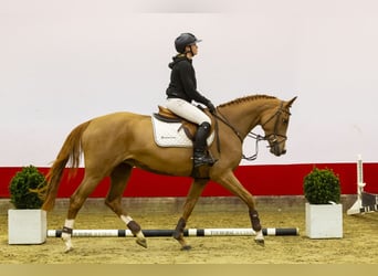 KWPN, Mare, 5 years, 16,1 hh, Chestnut-Red