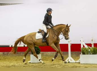 KWPN, Mare, 5 years, 16,1 hh, Chestnut-Red