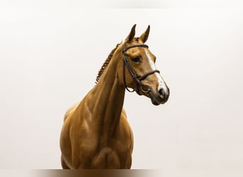 KWPN, Mare, 5 years, 16,1 hh, Chestnut-Red