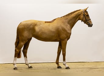 KWPN, Mare, 5 years, 16,1 hh, Chestnut-Red