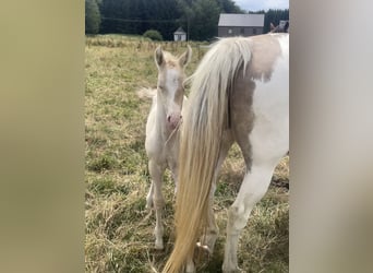 KWPN, Mare, 5 years, 16.1 hh
