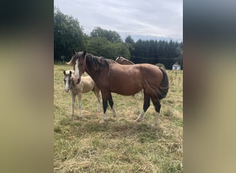 KWPN, Mare, 5 years, 16.1 hh