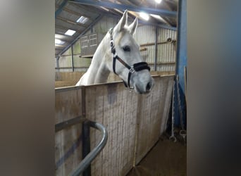 KWPN, Mare, 5 years, 16,1 hh, Gray