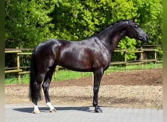 KWPN, Mare, 5 years, 16.2 hh, Black