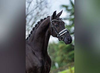 KWPN, Mare, 5 years, 16,2 hh, Black