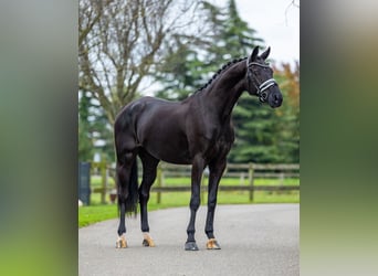 KWPN, Mare, 5 years, 16,2 hh, Black