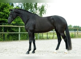 KWPN, Mare, 5 years, 16,2 hh, Black