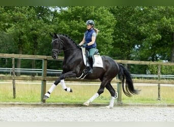 KWPN, Mare, 5 years, 16,2 hh, Black