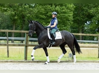 KWPN, Mare, 5 years, 16,2 hh, Black