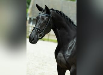 KWPN, Mare, 5 years, 16,2 hh, Black