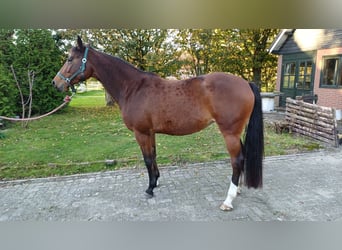 KWPN, Mare, 5 years, 16,2 hh, Brown