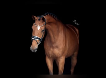 KWPN, Mare, 5 years, 16,2 hh, Brown