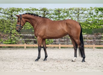 KWPN, Mare, 5 years, 16,2 hh, Brown