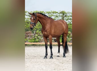 KWPN, Mare, 5 years, 16,2 hh, Brown