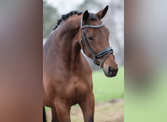 KWPN, Mare, 5 years, 16.2 hh, Brown-Light