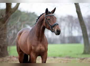KWPN, Mare, 5 years, 16.2 hh, Brown-Light