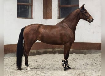 KWPN, Mare, 5 years, 16.2 hh, Brown