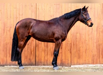 KWPN, Mare, 5 years, 16.2 hh, Brown