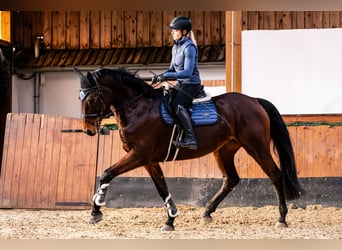 KWPN, Mare, 5 years, 16.2 hh, Brown