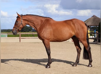 KWPN, Mare, 5 years, 16.2 hh, Brown KWPN, Mare, 5 years, 16.2 hh, Brown