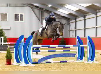 KWPN, Mare, 5 years, 16.2 hh, Brown