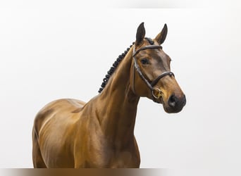 KWPN, Mare, 5 years, 16.2 hh, Brown