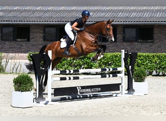KWPN, Mare, 5 years, 16.2 hh, Brown