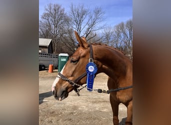 KWPN, Mare, 5 years, 16,2 hh, Chestnut