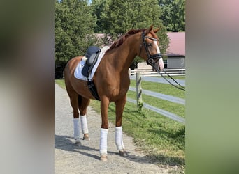 KWPN, Mare, 5 years, 16.2 hh, Chestnut