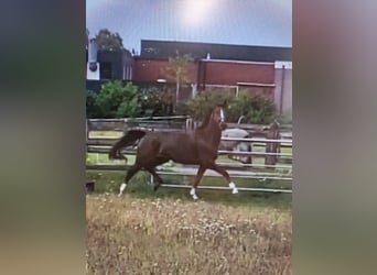 KWPN, Mare, 5 years, 16.2 hh, Chestnut-Red