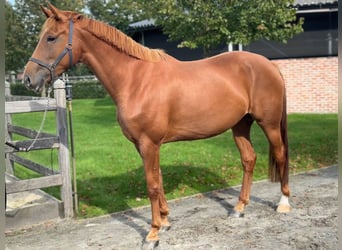 KWPN, Mare, 5 years, 16,2 hh, Chestnut-Red