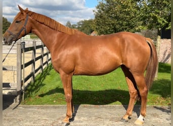 KWPN, Mare, 5 years, 16,2 hh, Chestnut-Red