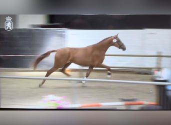 KWPN, Mare, 5 years, 16,2 hh, Chestnut-Red