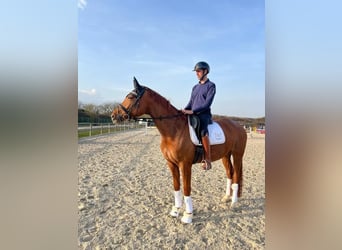 KWPN, Mare, 5 years, 16.2 hh, Chestnut-Red