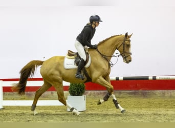 KWPN, Mare, 5 years, 16,2 hh, Chestnut-Red