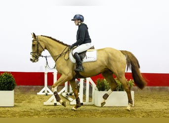 KWPN, Mare, 5 years, 16,2 hh, Chestnut-Red