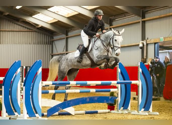 KWPN, Mare, 5 years, 16,2 hh, Gray