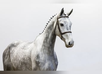 KWPN, Mare, 5 years, 16,2 hh, Gray