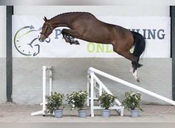 KWPN, Mare, 5 years, 16.2 hh