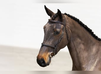 KWPN, Mare, 5 years, 16,3 hh, Brown