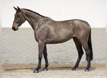 KWPN, Mare, 5 years, 16,3 hh, Brown